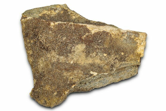 Dinosaur (Triceratops) Frill Shield Section - Montana #338954